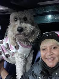 Golden Doodle Owners