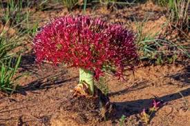 Image result for Pegolettia retrofracta