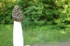 Was, wenn der penis zu groß ist? Der Unzuchtige Penis Ist Pilz Des Jahres