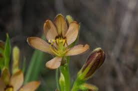 Image result for Wachendorfia