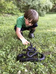 Download Creeped Out At Home With Snakes In Crozet Crozet Gazette