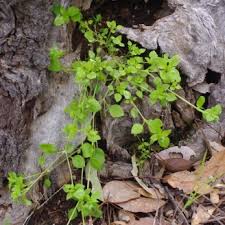 Image result for Stellaria pallida
