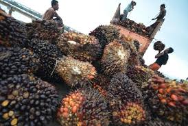 Context sentences for bahan bakar in english. Indonesia Rejects France S Plan To Impose Palm Oil Tax Republika Online