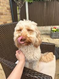 Some of una for this country una too funny ajeh, una never chop bellyful  una dey go get pet ooo 🤣🤣🤣. It's either the pet bite una 1 day or una  sell