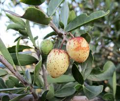 Image result for Elaeodendron fruticosum