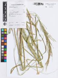 Image result for Arundinella nepalensis