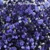 Negotiable searches related to baby breath flower. 1