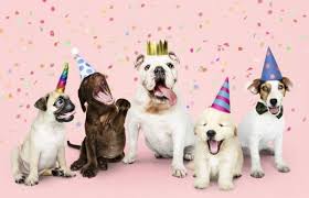 How the program works for clients: 2020 The Year Of The Pet Boom Drivers Impact And What Is Next By Sebastien Lafon Linkedin