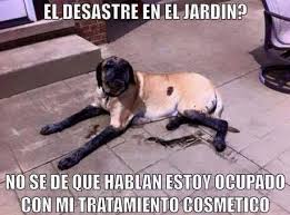 Pin By Eolo On Humor Dogs Funny Animals Guilty Dog