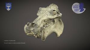 Surface Scan Of The Skull Of A Hippopotamus From The D Arcy Thompson Zoology Museum At The University Of Dundee Br Hipp Museum Collection Animal Skulls Museum