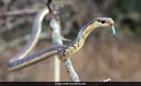 Jul 22, 2021 · snake, (suborder serpentes), also called serpent, any of more than 3,400 species of reptiles distinguished by their limbless condition and greatly elongated body and tail. New Research Records 8 More Species Of Snakes In Delhi