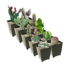 Actually, just the opposite is true. Cutest Little Mini Cactus Pack Live Cactus Assorted Pack Cactus Gift Decoration Succulents Box