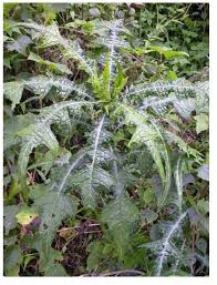 Image result for Helichrysum quartinianum