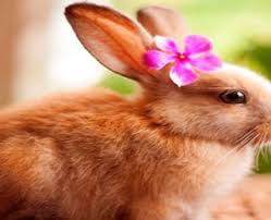 A list with the most popular female names for your bunny. Female Rabbit Names Cute Animal Names