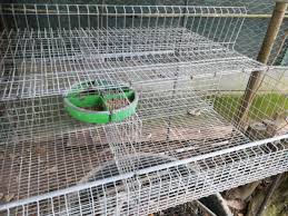 La compagnia di un animale decidere quale gabbia per conigli comprare è un'operazione un po' più complicata per chi i punti deboli sembrano essere una certa fragilità dei materiali usati e l'eccessiva ripidezza della. Gabbie Allevamento Conigli Animali Maggio Clasf