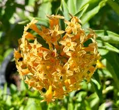 Image result for Cestrum × cultum