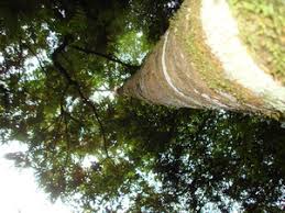 Image result for Pouteria adolfi-friederici