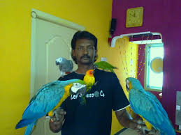 Preethi Farms Breeders Of Exotic Birds Pets