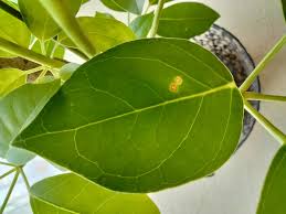 観葉 植物 病気