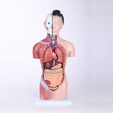 When you get turned on, blood fills these tissues. Human Body Anatomical Male Torso Model With Organ Buy Torso Model Anatomical Human Male Torso Model Male Torso Model With Organ Product On Alibaba Com