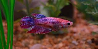 The veiltail betta, or vt for short, is the most common kind of tail that you'll find in any aquarioum and is what you'll see on most pet store varieties. The Underrated Female Betta Fish