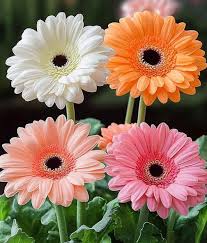 Image result for Gerbera jamesonii