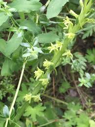 Image result for Sphedamnocarpus pruriens