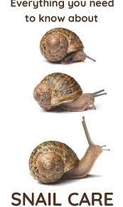 Everything You Need To Know Keeping Snails As Pets Pet Snails Snails In Garden Snail