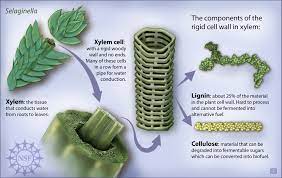 Termites are tiny insects that can readily degrade wood which is mostly cellulose because. Multimedia Gallery Components Of Cell Wall In Xylem Nsf National Science Foundation