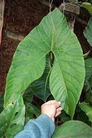 Image result for Pilea johnstonii