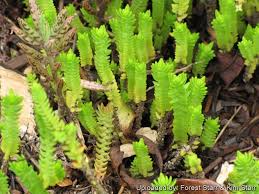 Image result for Crassula schimperi