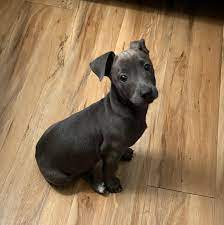 Dachshund/lab mixed : r/Dachshund