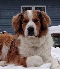 Polish Tatra Sheepdog Bernese Mix Unique Dog Breeds Dog Breeds Pyranees Dog
