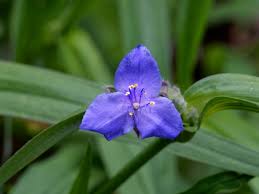 Image result for Commelinaceae