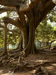 Image result for Ficus chirindensis