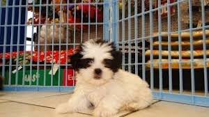 | doggies articles | doggies dog blog dog groomers | dog sitters | dog trainers | dog boarding kennels | veterinarians breeders.net breeder. Shih Tzu Puppies Dogs For Sale In Virginia Beach Virginia Va 19breeders Chesapeake Youtube