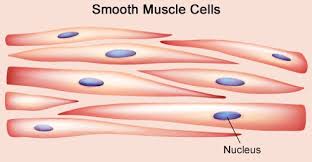 *smooth muscle* the cardiovascular, gastrointestinal, genitourinary, and respiratory systems are smooth muscle thus subserves all internal, involuntary functions, except the movements of breathing. Labeled Muscle Cell Diagram Human Anatomy