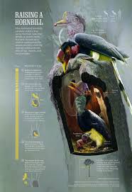 Any of various birds of the family bucerotidae, with bills resembling a cow's horn. Raising A Hornbill National Geographic Society