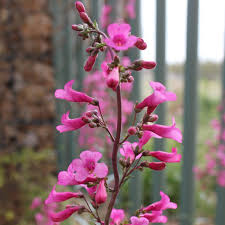 Image result for Penstemon