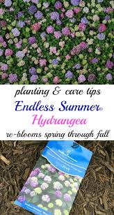 Jun 09, 2021 · for the most blooms and the best display of flowers, plant your lily magnolia in a spot that boasts full sunlight. Endless Summer Hydrangeas The Reblooming Hydrangea Kelly Elko