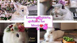 Can I Leave My Rabbit Alone For The Weekend Practical Answer