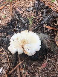 Maybe you would like to learn more about one of these? Florida Mushroom Id Identifying Mushrooms Wild Mushroom Hunting