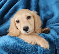 Read our miniature dachshund buying advice page for information on this dog breed. Cheniesvilla A Breeder Of Pedigree Long Haired Miniature Dachshund Puppies For Sale