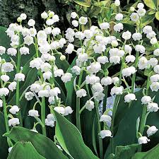 Maybe you would like to learn more about one of these? Lily Of The Valley Michigan Bulb Company