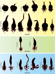 Image result for Cyclocotyla