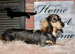 Enter your email address to receive alerts when we have new listings available for long haired dachshund puppies for sale. Cream Sable Longhair Elegant Dachshunds Weenie Dogs Dachshund Dogs