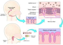 Image result for Drug-Induced Olfactory Dysfunction