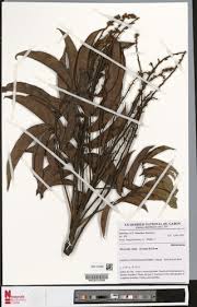 Image result for Pachylobus edulis