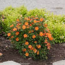 Maybe you would like to learn more about one of these? Oso Easy Paprika Rose Rosa Sp Proven Winners
