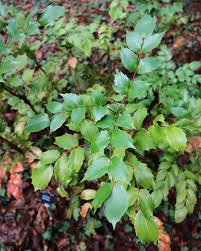 Image result for Psychotria mahonii